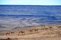 argentina-oro-patagonia-cap-oeste