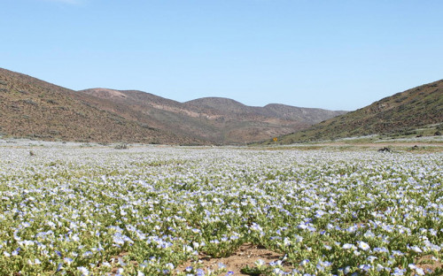 Sociedades mineras se suman a reclamación judicial de Sonami por delimitación del Parque Nacional Desierto Florido