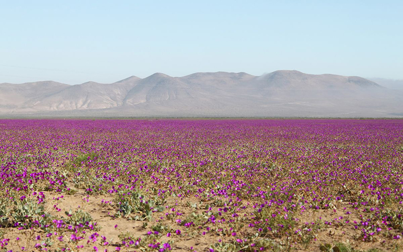 SMA instruye a proyectos de energías renovables la adopción de medidas preventivas ante el fenómeno del Desierto Florido