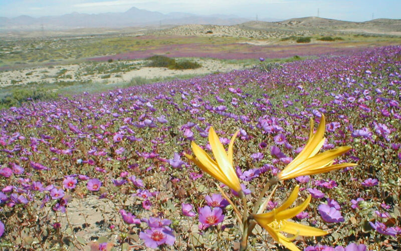 SMA extiende advertencia a 267 unidades fiscalizables mineras para reforzar medidas preventivas ante el Desierto Florido