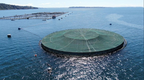 Chile lidera programa tecnológico para impulsar acuicultura sustentable oceánica con jaulas de cobre