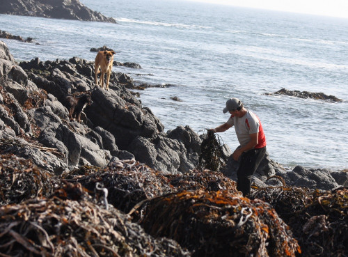 Caleta Punta Atala busca recuperación de huiro negro con Fondo Ambiental de El Abra