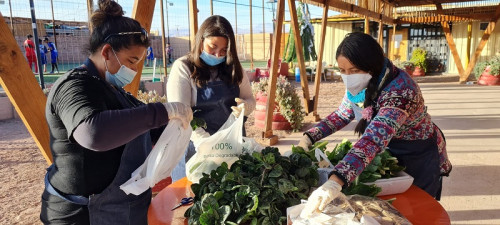 Junta de Vecinos Alto Jama celebró nueva cosecha con entrega de hortalizas