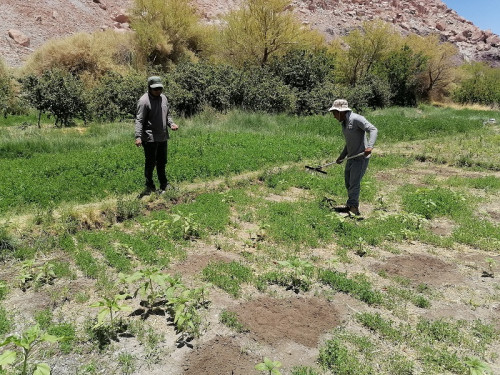 Con la plantación de quínoa, maíz y alfalfa reimpulsan la agricultura de la Quebrada de Soncor