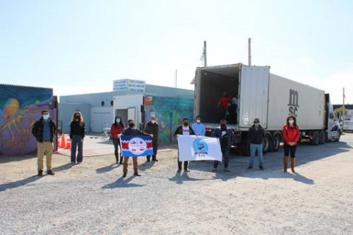 Sindicatos de buzos mariscadores de Caldera realizan primera exportación de ostiones con destino a España