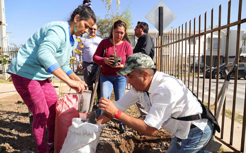 División El Teniente apoya plantación de 100 árboles en Villa Las Lomas de Machalí