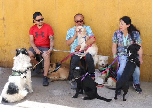 El Abra apoya esterilización de centenares de perros en la región de Antofagasta