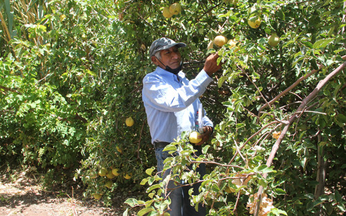 Minera El Abra lanza nueva versión del Fondo Agrícola de Desarrollo Rural