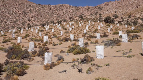 Collahuasi ha reforestado más de 140 hectáreas de queñoas en altiplano de Tarapacá