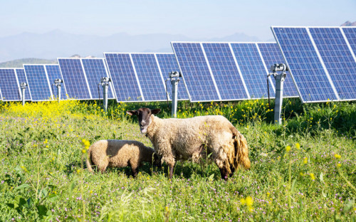 Atlas Renewable Energy implementa piloto de “pastoreo ovino” en Parque Fotovoltaico Quilapilún