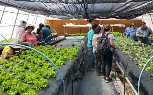 Agricultores de la comuna de San Pedro de Atacama profundizan conocimientos en hidroponía