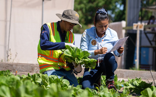 Estudiantes del Liceo de Pica integran su producción hortícola a la cadena de abastecimiento regional