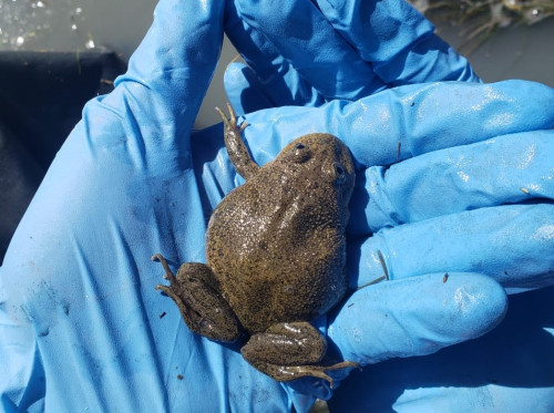 Minera El Abra estudia y apoya la conservación de sapos endémicos del Salar de Ascotán