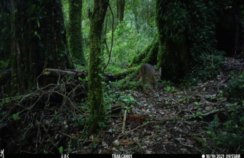 Detectan al felino más pequeño y al más grande de Chile en proyecto de conservación de Colbún