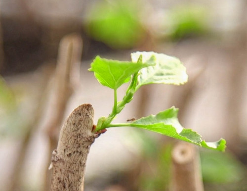 El Teniente y el Instituto Forestal avanzan en investigación y reproducción de especies nativas