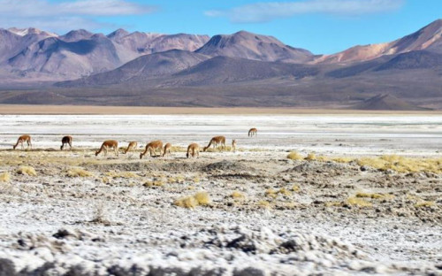 Minera Hemisferio Sur presentará estudio para reactivar proyecto Los Pumas en la comuna de Putre