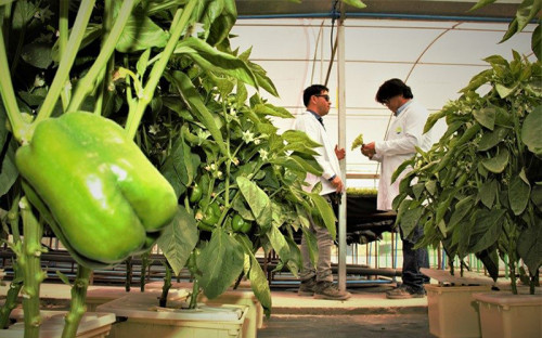 SQM, Bimbo y BID invertirán US$50 millones en 30 empresas agroalimentarias latinoamericanas
