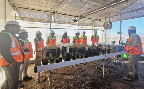 Albemarle y Ausenco presentaron resultados de ambicioso proyecto de restauración ecológica en el Salar de Atacama